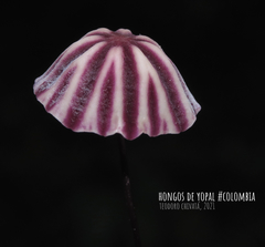 Marasmius tageticolor
