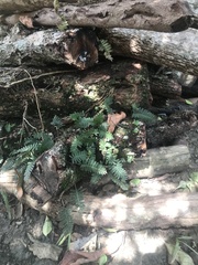 Pleopeltis michauxiana