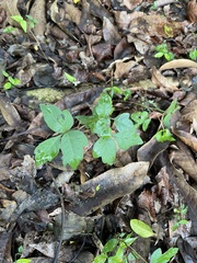 Toxicodendron radicans image