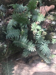 Pleopeltis michauxiana