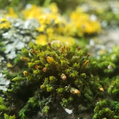 Nyholmiella obtusifolia