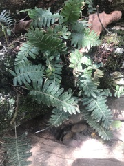 Pleopeltis michauxiana