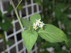 Solanum nigrum