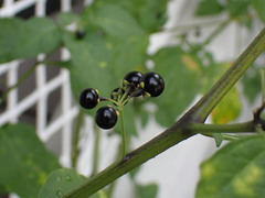 Solanum nigrum