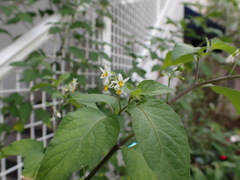 Solanum nigrum