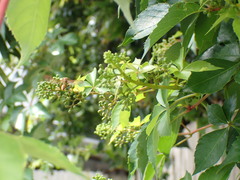 Parthenocissus quinquefolia