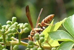 Polistes exclamans