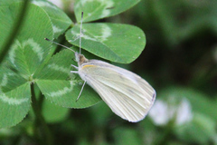Pieris rapae