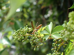 Parthenocissus quinquefolia