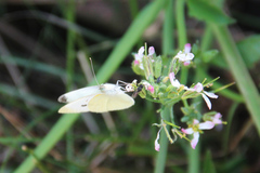 Pieris rapae