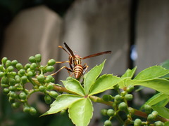 Polistes exclamans
