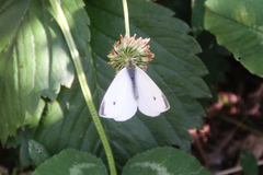 Pieris rapae