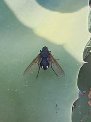 Satyramoeba hetrusca