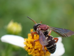 Triepeolus rufithorax