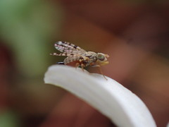 Dioxyna picciola