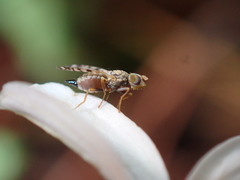 Dioxyna picciola