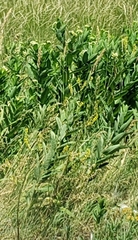 Lysimachia thyrsiflora