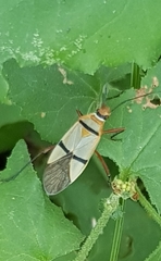 Dysdercus nigrofasciatus