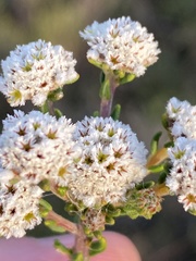 Phylica selaginoides