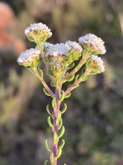Phylica selaginoides