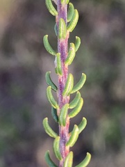Phylica selaginoides