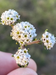 Phylica selaginoides