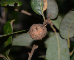 Andricus chrysobalani