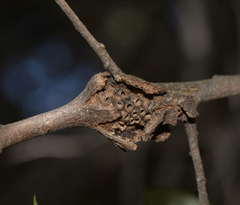 Dryocosmus asymmetricus