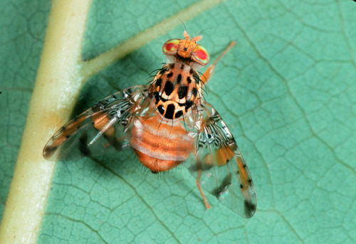 Ceratitis perseus · iNaturalist