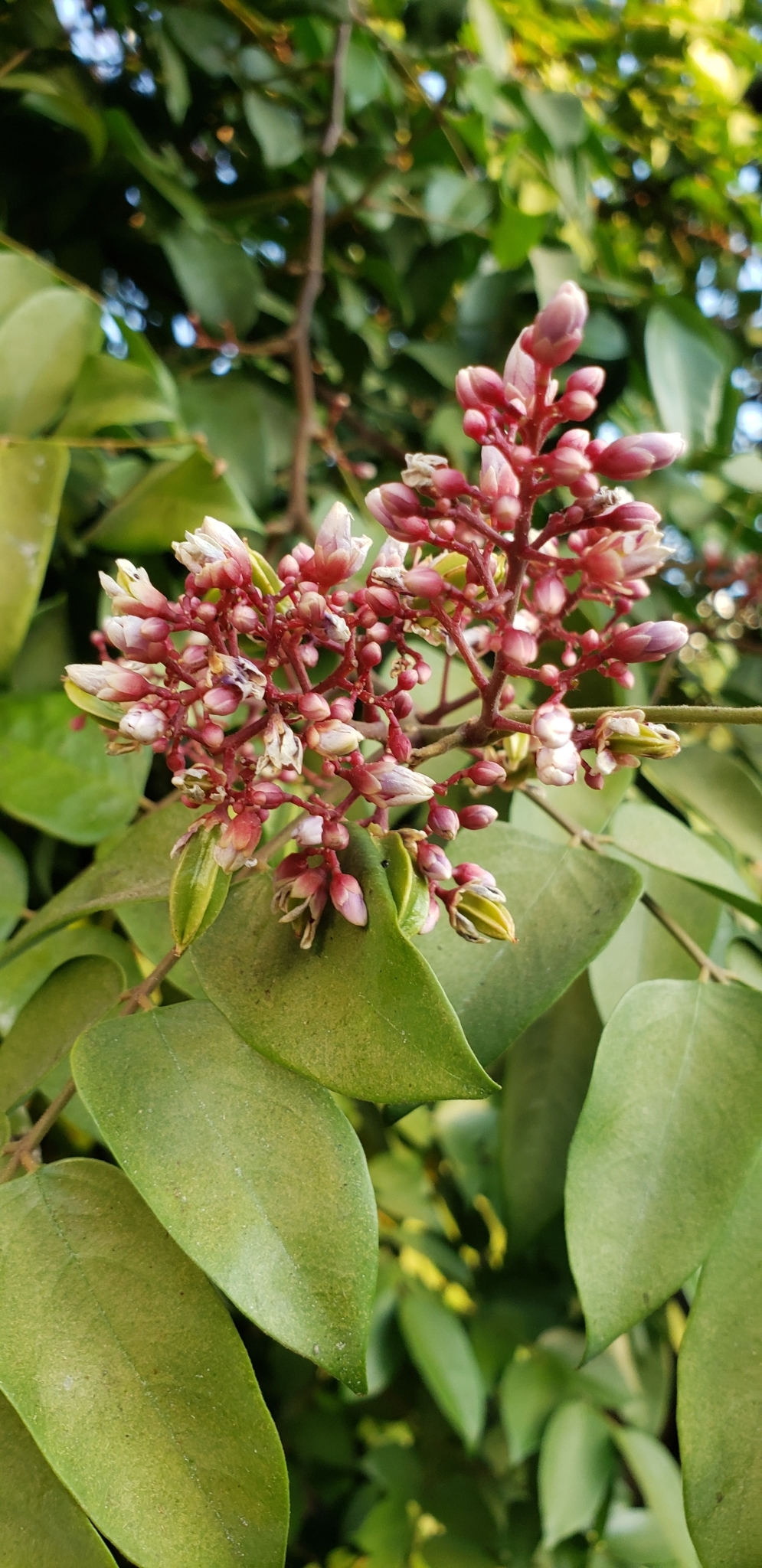 Averrhoa carambola