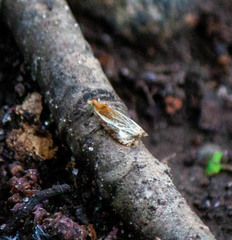 Olethreutes quadrifidum