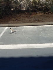 Geococcyx californianus