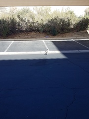 Geococcyx californianus