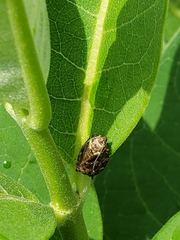 Lepidoptera