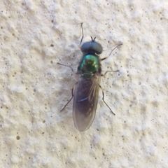 Chloromyia