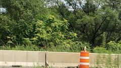 Senna didymobotrya