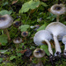 Hygrophorus fuscoalboides - Photo (c) Drew Parker, some rights reserved (CC BY-NC), uploaded by Drew Parker