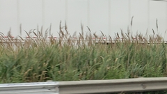 Phragmites australis