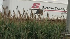 Phragmites australis