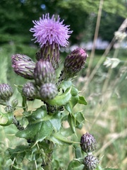 Cirsium arvense