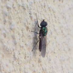 Chloromyia