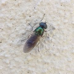 Chloromyia