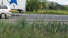 Phragmites australis