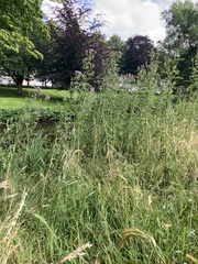 Cirsium arvense