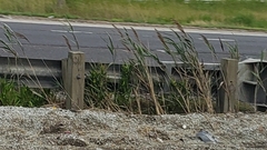 Phragmites australis