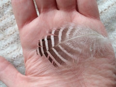 Chloephaga poliocephala