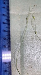 Carex billingsii