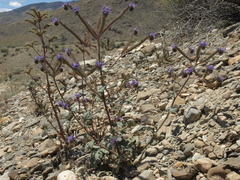 Phacelia crenulata crenulata