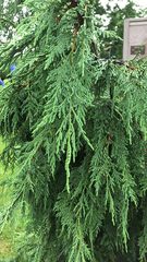 Cupressus nootkatensis