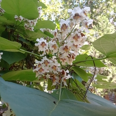 Catalpa